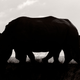 Illustration for article titled Wildlife Photo Contest Shows Nature Can Be Cruel—But Also Kind